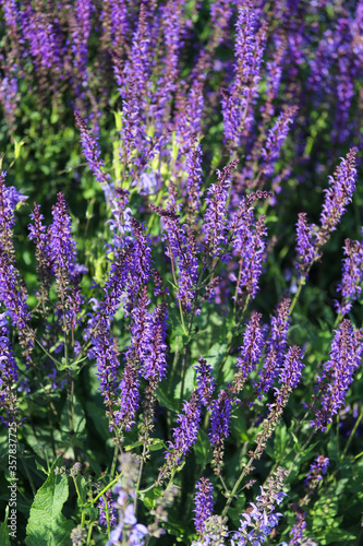 purple flowers in a flower bed close up