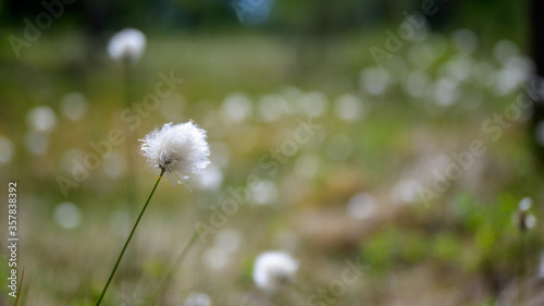 Cotton grass on swamp. Summer, Finland