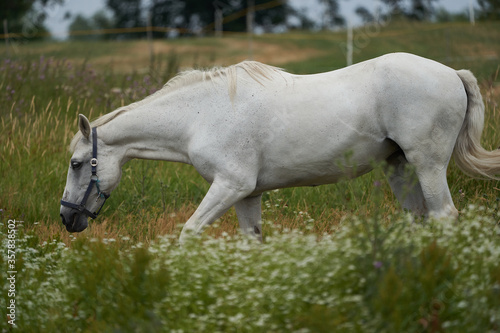 White horse Equus ferus caballus Portrait gras