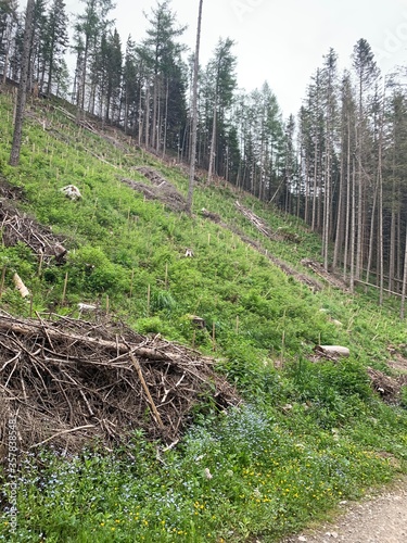 rows of trees