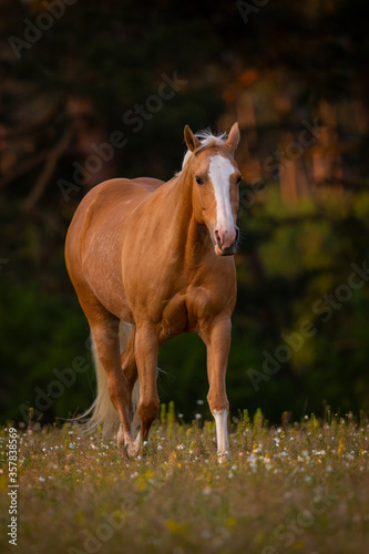 Palomino Quarter Horse Stute im Sonnenaufgang auf der Weide