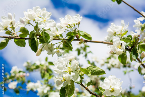 White flowers of apple tree against blue sky. Blossoming apple tree branch