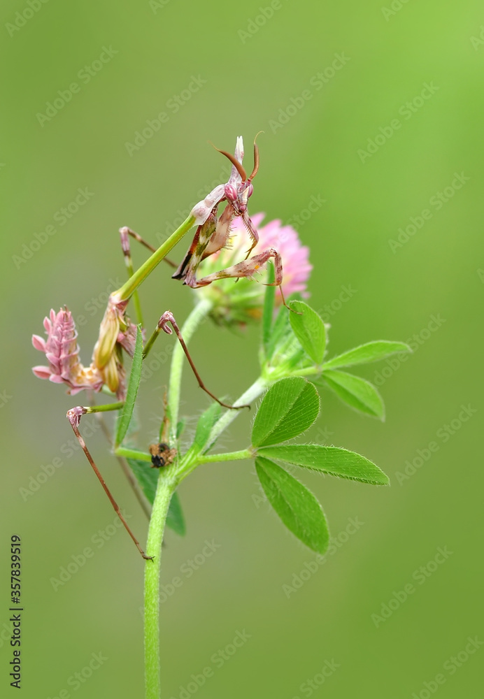 Close up of pair of Beautiful European mantis ( Mantis religiosa ) Close up of pair of Beautiful European mantis ( Mantis religiosa )