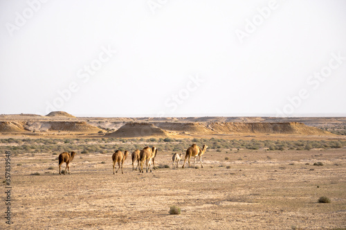 Camel herd living in the Sahara desert  Tunisia