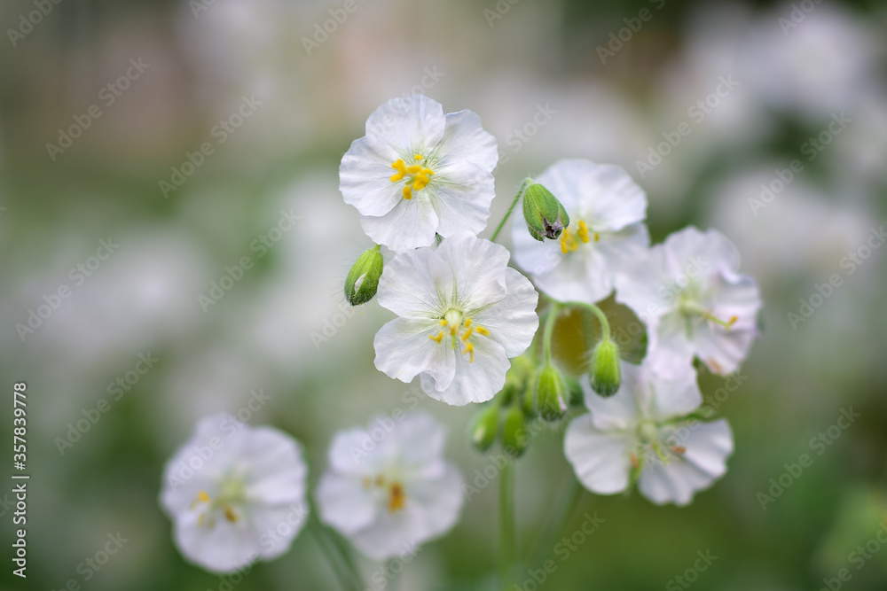 A field of delicate little white flowers with a yellow cent and buds A field of delicate little white flowers with a yellow cent and buds