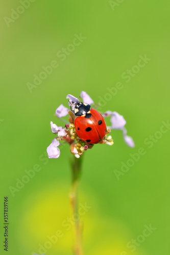 Beautiful ladybug on leaf defocused background