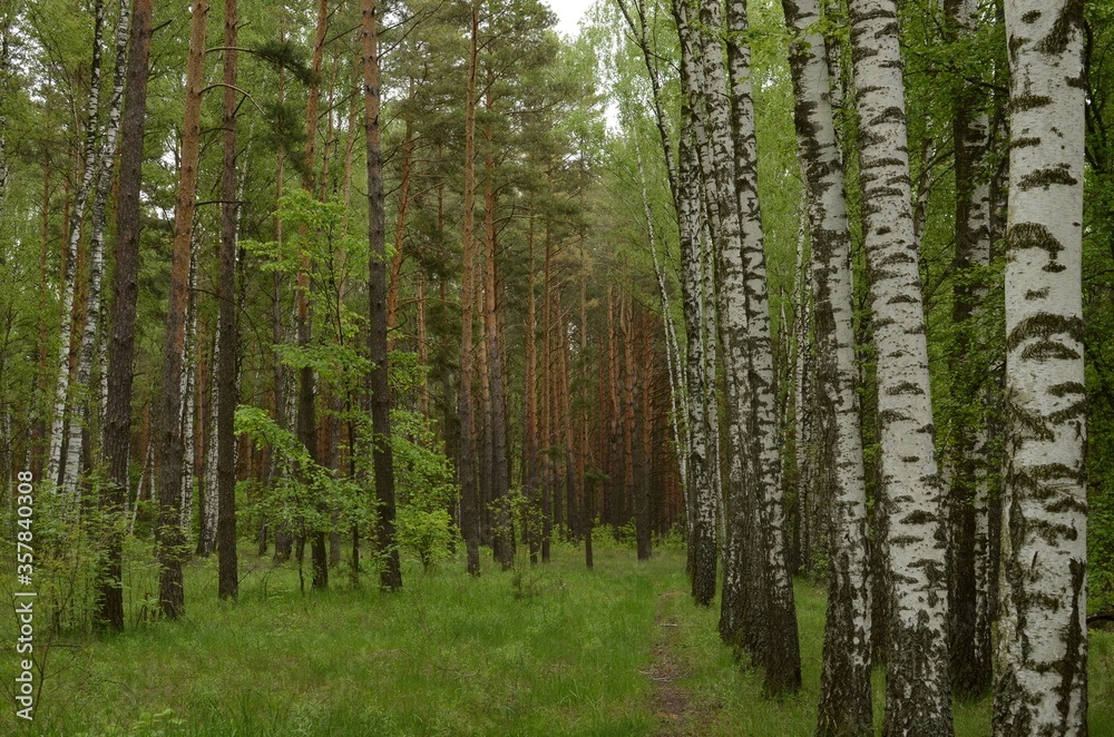 trees in the forest trees in the forest