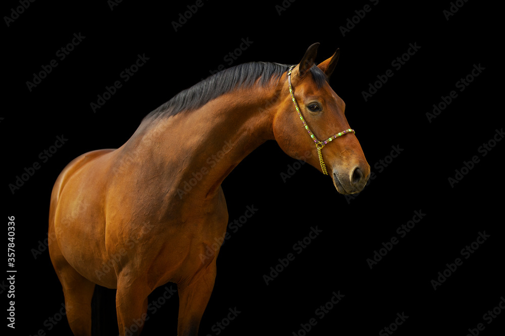 Fototapeta premium Brauner Warmblut Wallach mit Schmuckhalfter im Portrait
