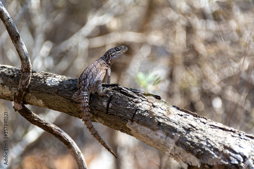 Close-up of a Madagascar Oplurus cyclurus, a species of lizard in the family Opluridae. The species is endemic to Madagascar. It is arboreal and has a mostly Insectivorous diet.  photo