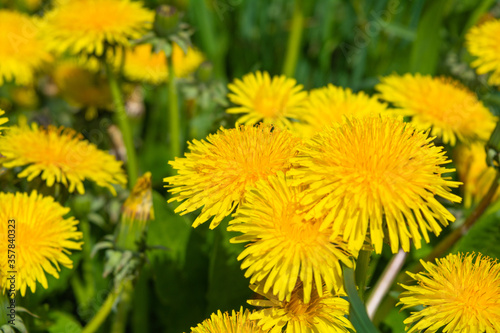 Yellow dandelion or Taraxacum officinale flowers on meadow field