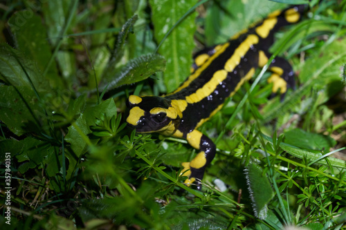  Fire salamander Salamandra salamandra Portrait Night Amphibian