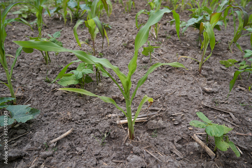 Milpa field with corn, pumpkin and bean plants