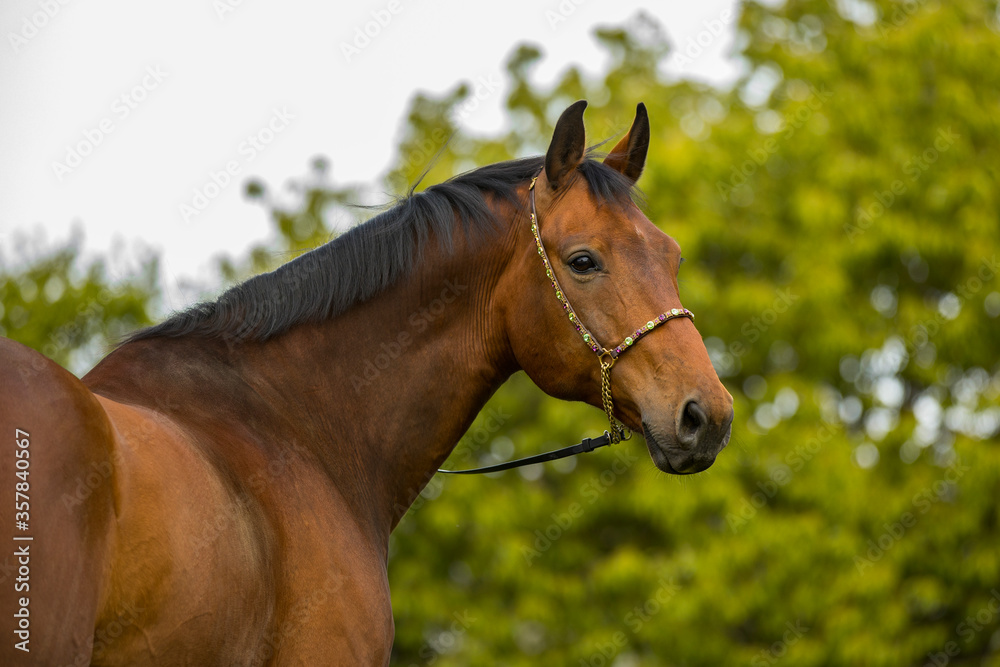 Fototapeta premium Brauner Warmblut Wallach mit Schmuckhalfter im Portrait