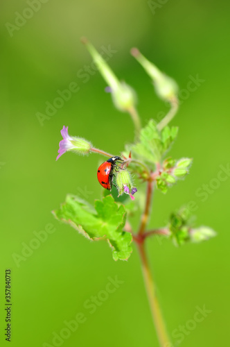 Beautiful ladybug on leaf defocused background