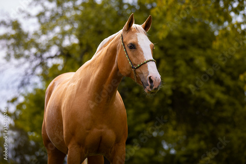 Palomino Quarter Horse Stute mit Schmuckhalfter im Portrait