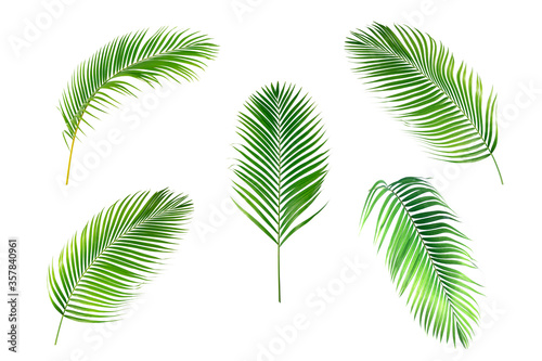 Collection green leaves palm frond isolated on white background.tropical foliage