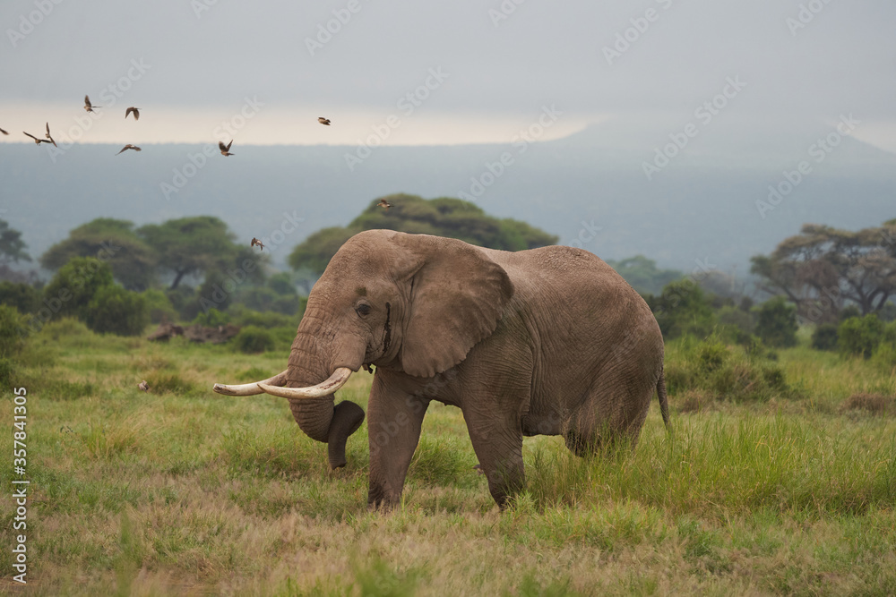 Naklejka premium Elephant Big Huge Tusker Amboseli - Big Five Safari -Baby African bush elephant Loxodonta africana