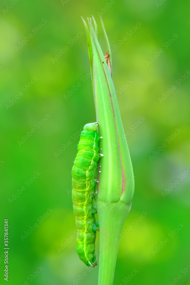Close up beautiful caterpillar of butterfly Close up beautiful caterpillar of butterfly