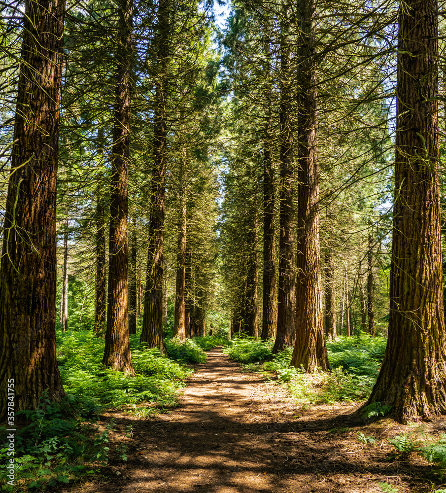 Obraz premium Hertfordshire - Hockeridge Woods