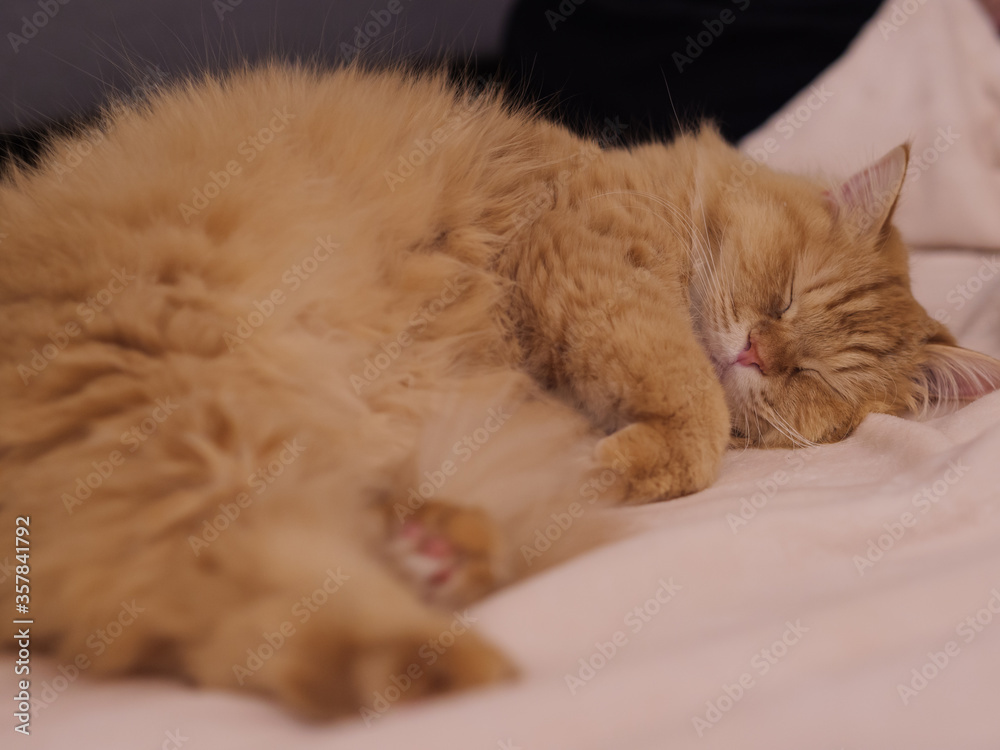 毛布の上で寝る猫のマンチカン