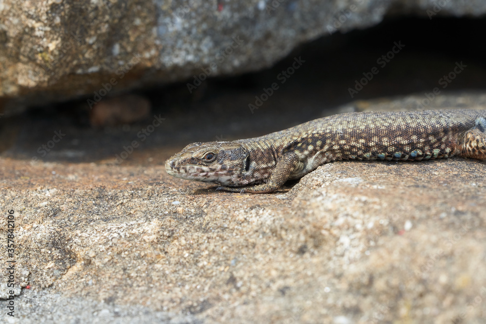 common wall lizard podarcis muralis Reptile Close up Portrait Clear common wall lizard podarcis muralis Reptile Close up Portrait Clear