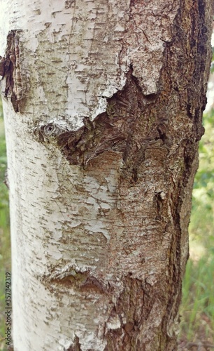 Fototapeta Naklejka Na Ścianę i Meble -  Pień starej brzozy.