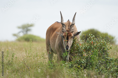 Common eland Taurotragus oryx also known as southern eland or eland antelope in savannah and plains East Africa