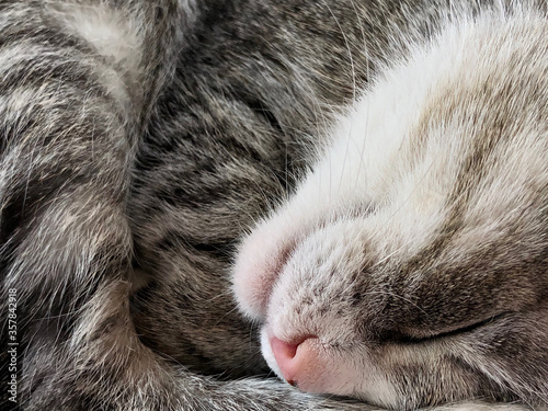 Sleeping cat nose and mouth close up