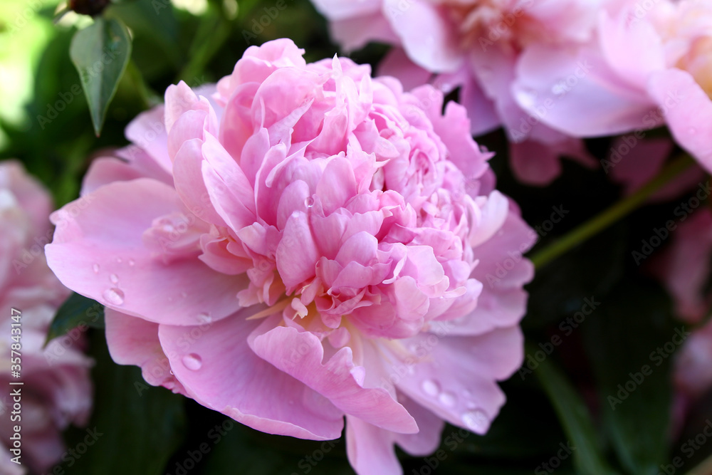 Color photo of a beautiful tender pink peony with water drops on the petals. Flower with dew on the leaves. Closeup in the garden after the rain.