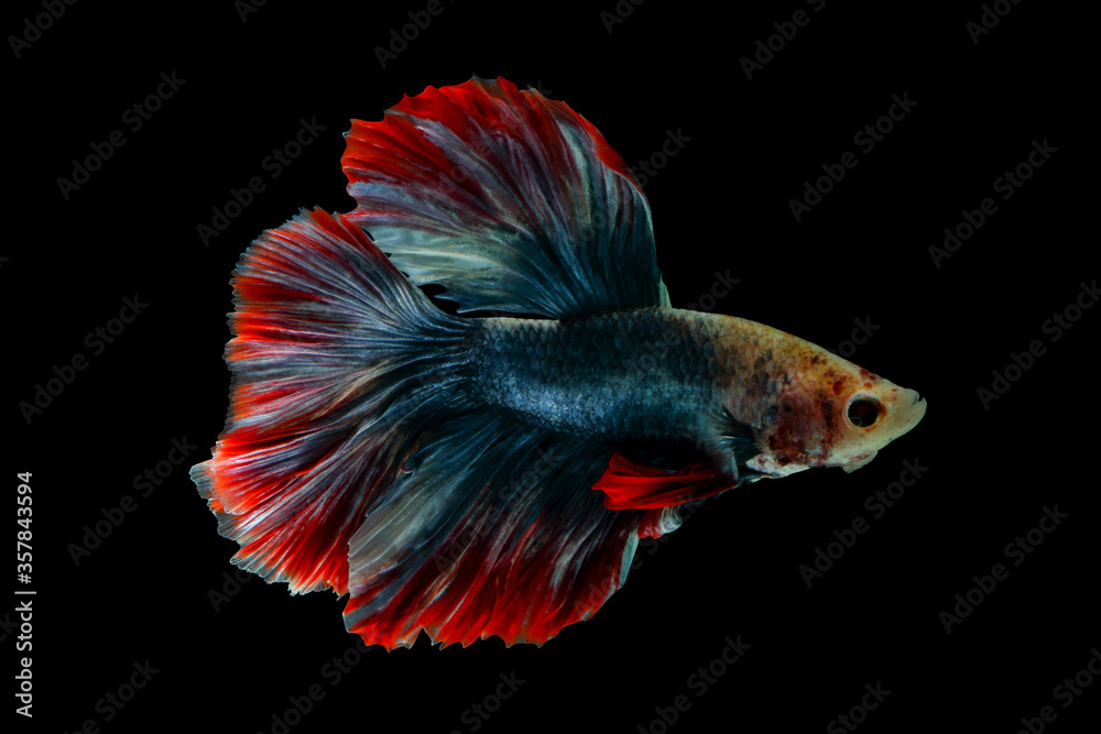 Colorful betta fish, siamese fighting fish isolated on black. Colorful betta fish, siamese fighting fish isolated on black.