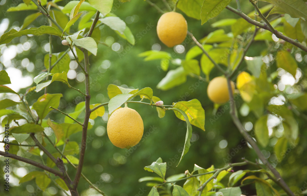 Ripe lemon fruit on a tree in the garden
