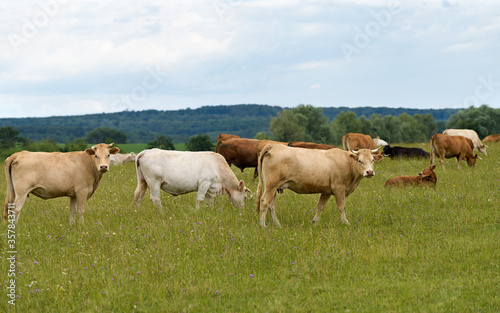 petit troupeau vaches au pâturage