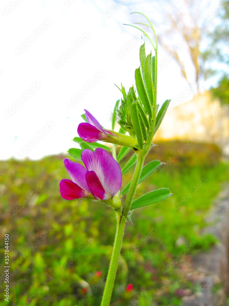 カラスノエンドウとも呼ばれるヤハズエンドウ Vicia sativa subsp カラスノエンドウとも呼ばれるヤハズエンドウ Vicia sativa subsp