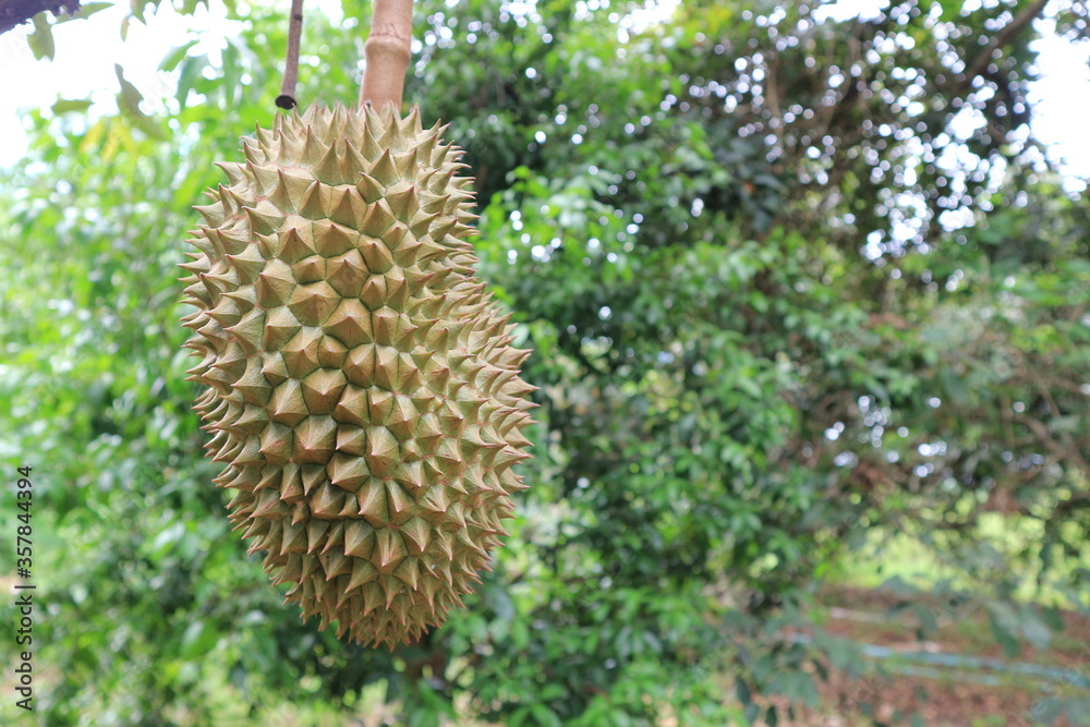 Fresh durian fruit on tree, the king of fruits. Fresh durian fruit on tree, the king of fruits.