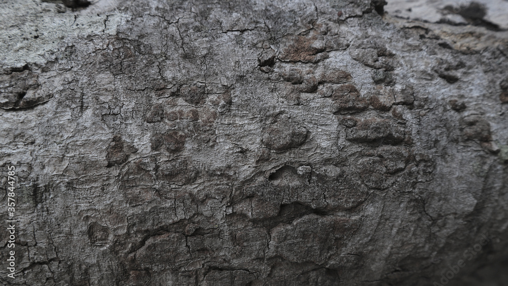 wood texture with natural pattern for background. wood texture with natural pattern for background.