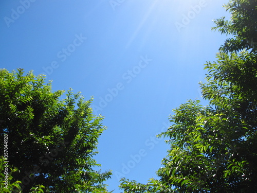 It is the sky and a tree with sunlight