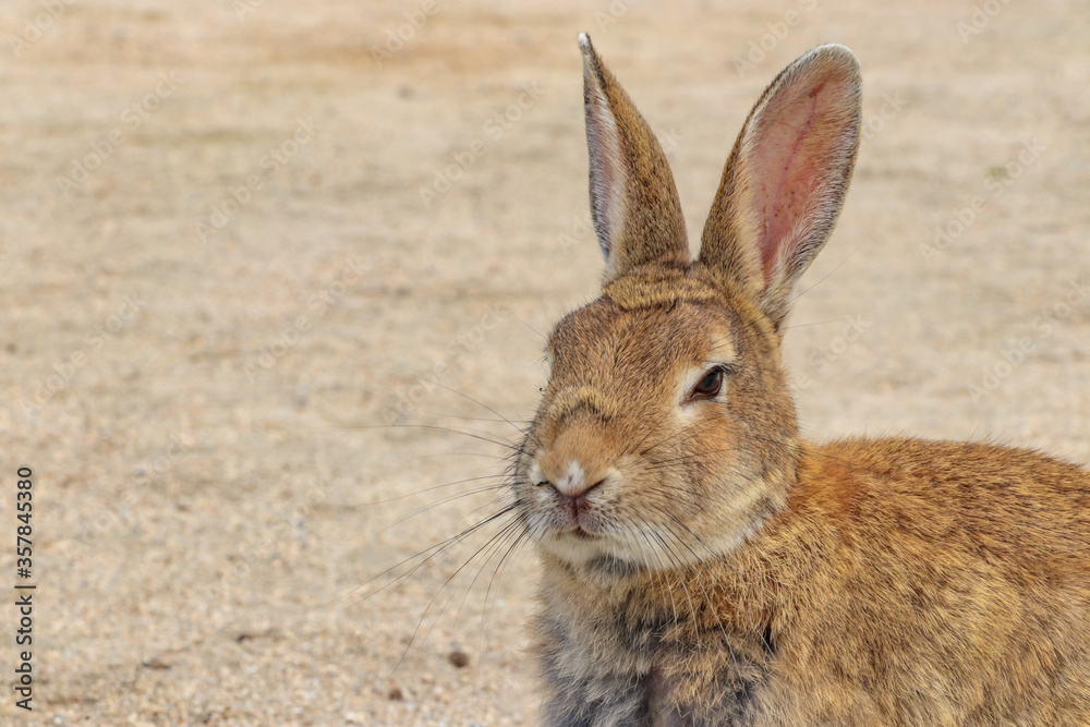 大久野島のうさぎ 広島県竹原市
Rabbits Okunojima Island Hiroshima Takehara city 大久野島のうさぎ 広島県竹原市
Rabbits Okunojima Island Hiroshima Takehara city