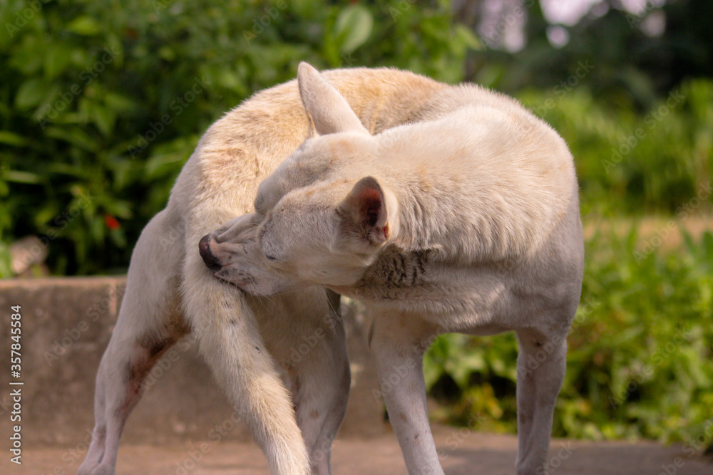 Lazy White Dog Mocking to The Camera