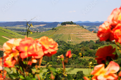 The Castle Weibertreu in Weinsberg. View from the Wartberg Heilbronn  Baden-W  rttemberg in Germany