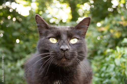 Black cat portrait dusty big eyes