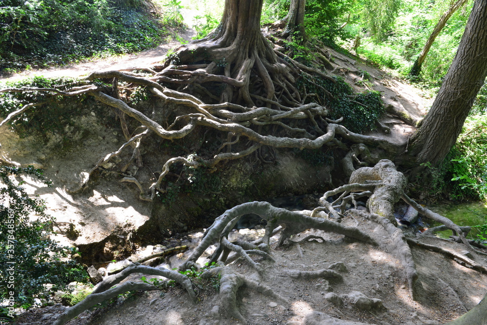 Tree roots at a pond in Surrey.