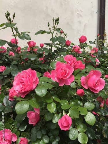 rose  kwiat  czerwie    jardin  charakter  roz  ro  lin  beuty  kocham  pi  kne  bukiet  ziele    kwiatowy  lato  flora  romans  feuille  busz  barwa  valentine