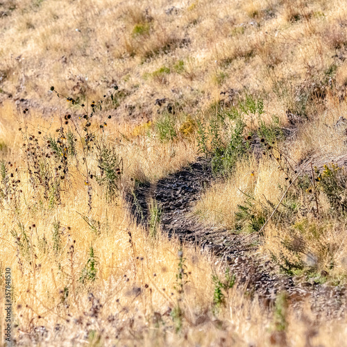 Square crop Wilderness hiking trail through dry grass day light © Jason
