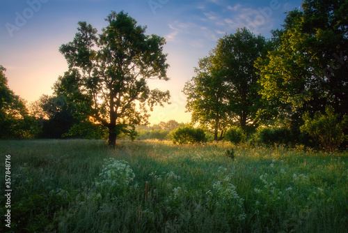 Natural background. Summer. Warm sunrise. Beautiful place in meadow among forest. High grass and trees.