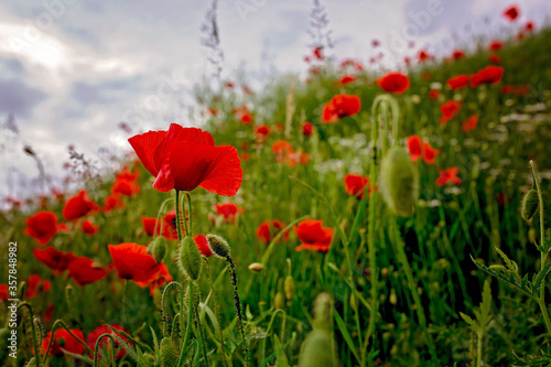 Poppy field before a storm with cloudy day  dramatic sky