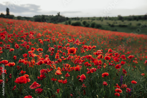 Landscape with poppy field. Red poppies. © eduard