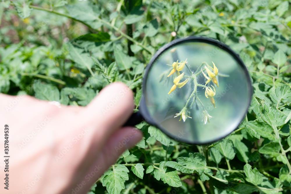 ミニトマトの花を虫眼鏡で観察