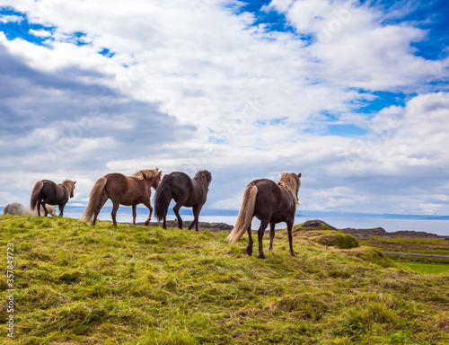  Herd of horses © Kushnirov Avraham