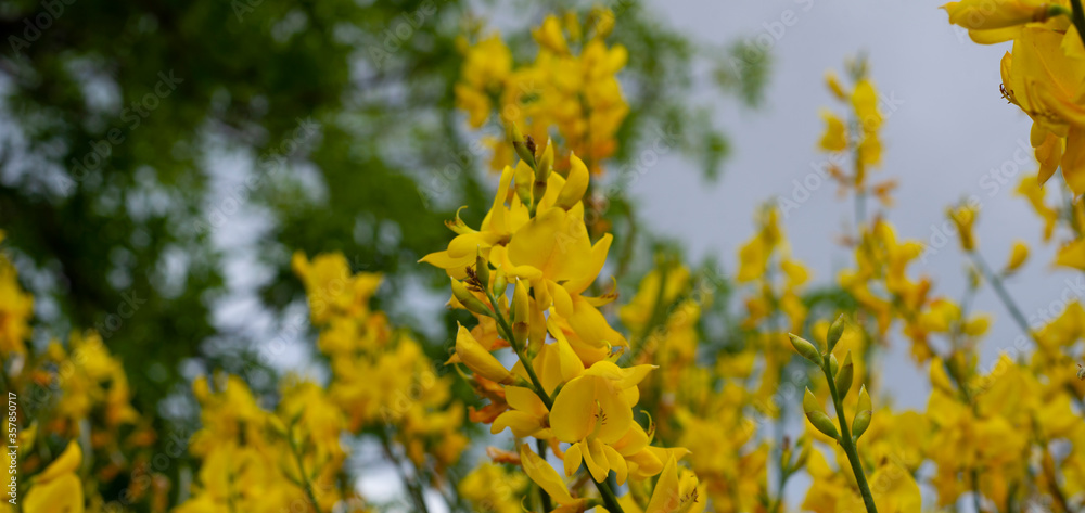 Fototapeta premium Background from yellow acacia flowers. The background is partially defocused. Bokeh Horizontal format. Banner.