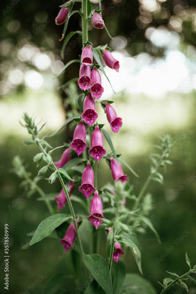 Obraz premium Close up flower Digitalis thapsi 